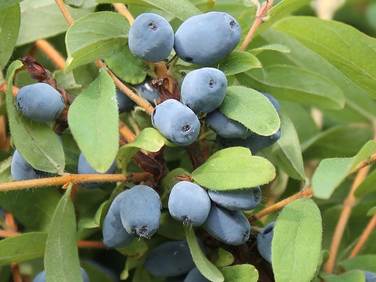 Zemolez kamčatský Woloszebnica 30-50cm - Lonicera kamtschatica kont. 1,5 l