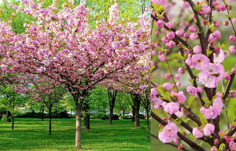 Mandľa trojlaločná na 80-100cm kmienku, výška 110-140cm, kont. 3 l