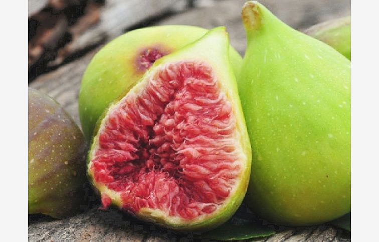 Figovník Dalmatie 40-60cm, kont. 9 l