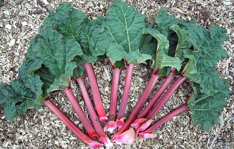 Rebarbora vlnitá - Rheum Rhubarb, kont. 1 l