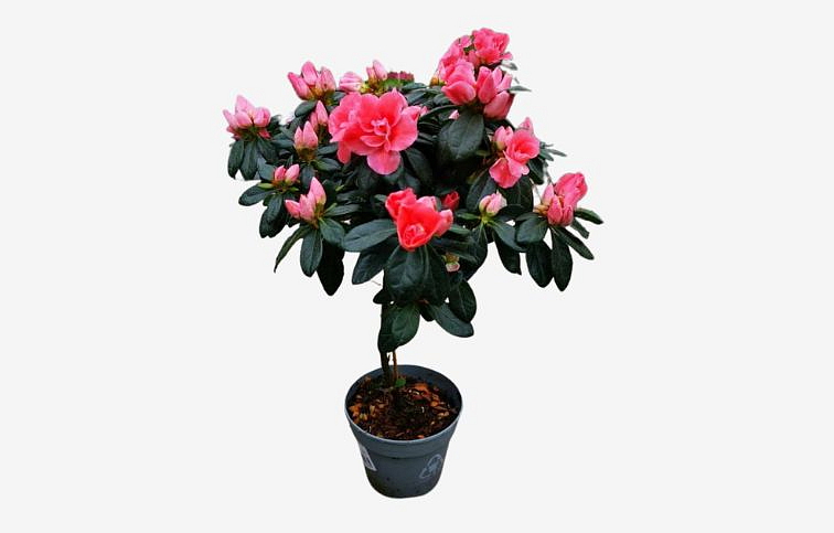 Azalka indická marhuľová na kmienku, výška cca 40 cm - Rhododendron simsii, kont. p13