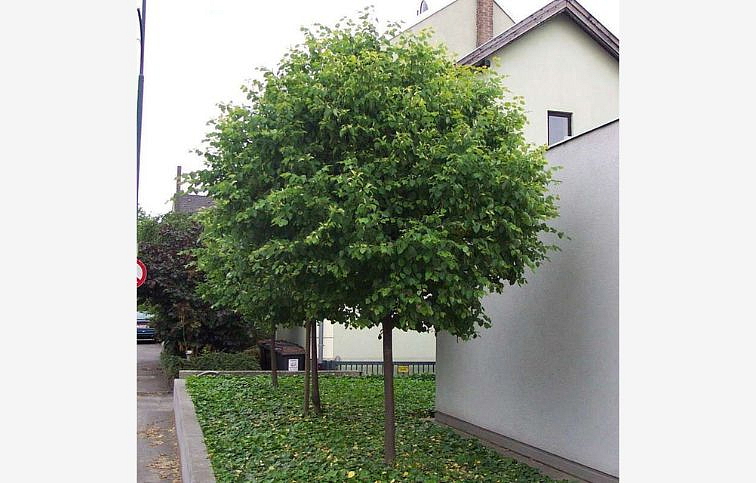 Lipa malolistá GREEN GLOBE na 160-170cm kmeni, v. 260-280cm, obv. kmeňa 8-10cm, kont. 25 l