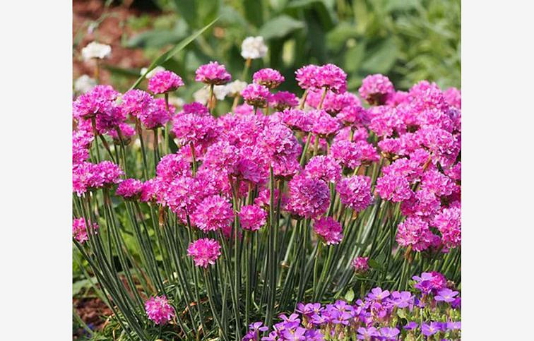 Trávnička prímorská Splendens - Armeria, kont. 0,5 l