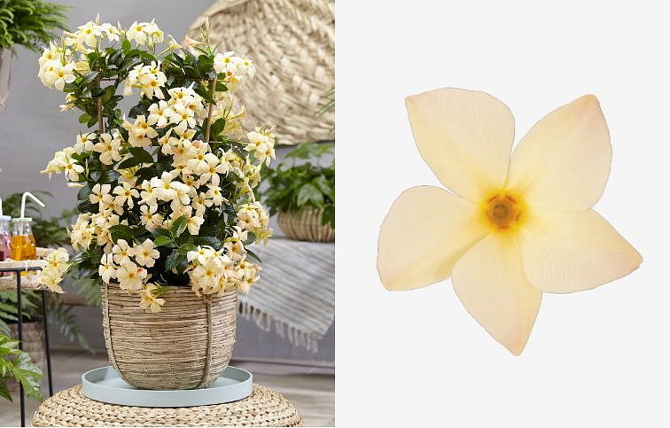 Mandevila Sundaville Classic Mimi Yellow - Dipladenia, kont. 0,7 l