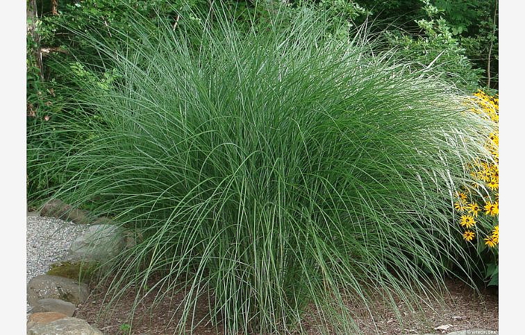 Ozdobnica čínska Gracillimus - Miscanthus sinensis, kont. 1 l