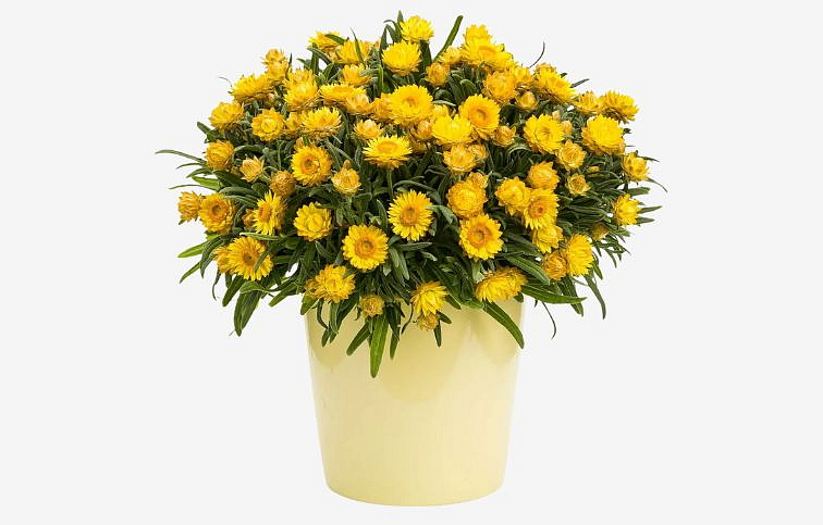 Slamienka Sunbrella Totally Yellow - Bracteantha, kont. 0,7 l