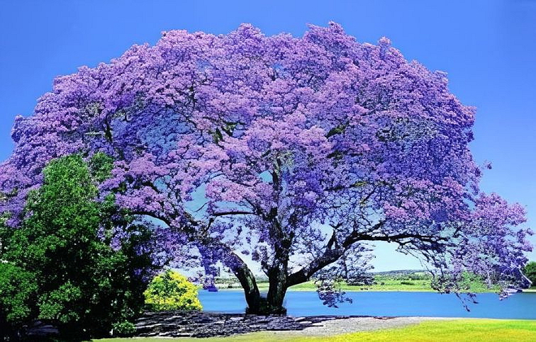 Paulovnia plstnatá 30-50cm, kont. C3