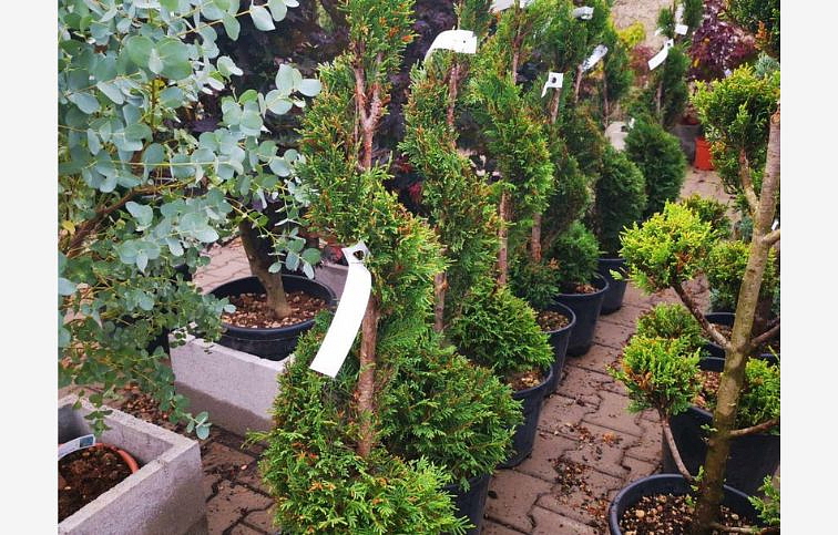 Cyprusovec leylandský špirála 90-100 cm, kont. 10 l