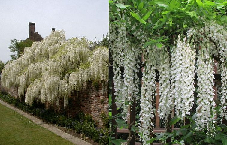 Vistéria Vznešená Shiro Cap Fuji 150-200 cm, kont. 3 l