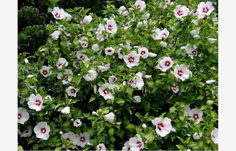 Ibištek sýrsky Monstrosus 30-40 cm, kont. 2-3 l