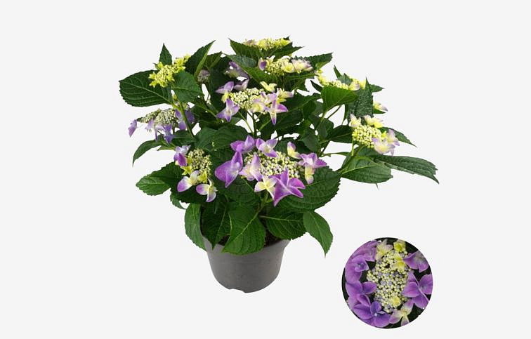 Hortenzia kalinolistá Lacecap Nizza Blue 30-40cm, kont. p23