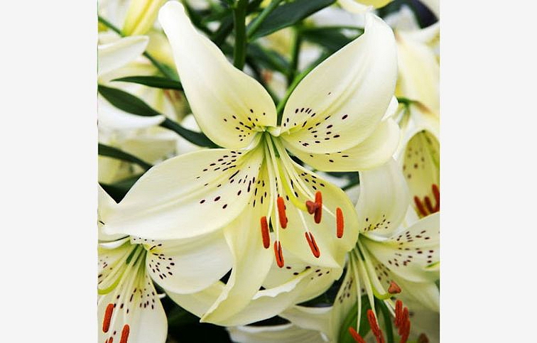 Ľalia Sweet Surrender - Lilium, kont. p11