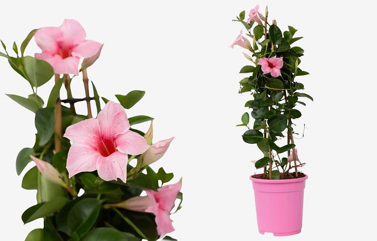 Mandevila Rio Hot Pink - Dipladenia, kont. p10,5