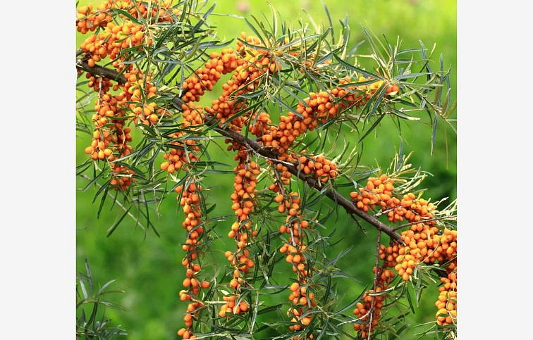 Rakytník rešetliakový LEIKORA samica 70-90 cm, kont. 4 l