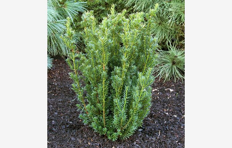 Tis prostredný Hillii 25-35 cm, p13