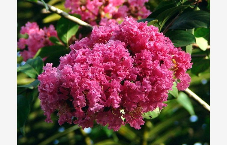 Myrta krepová Caroline Beauty ružová na 70-100 cm kmienku, výška 120-160 cm, kont. 10 l