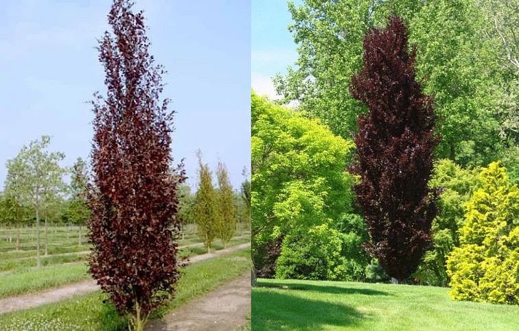 Buk lesný Rohan Obelisk 170-200 cm, kont. 25 l