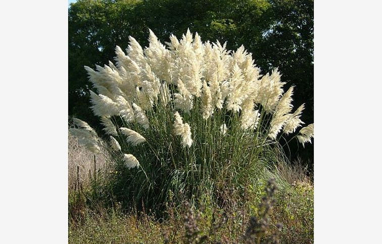 Kortadéria - Pampová tráva biela - Cortaderia, kont. 1 l