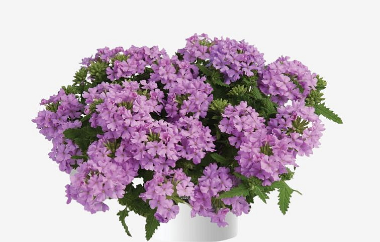 Železník Vanessa Compact Lavender - Verbena, kont. 0,5 l