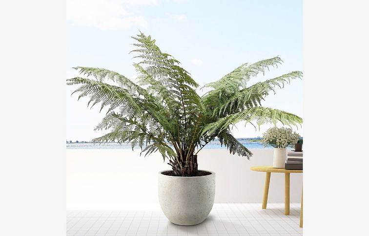 Dicksonia antarctica 30-40 cm, kont. p17