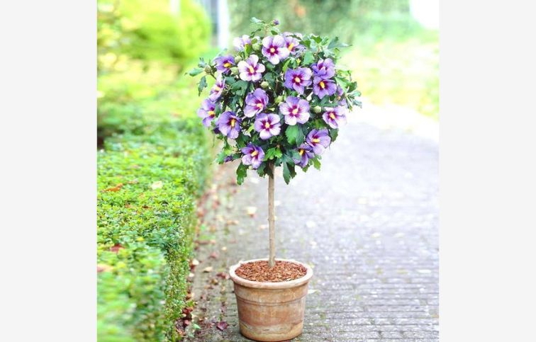 Ibištek sýrsky Marina na cca 70 cm kmienku, výška 120-130 cm, kont. C5