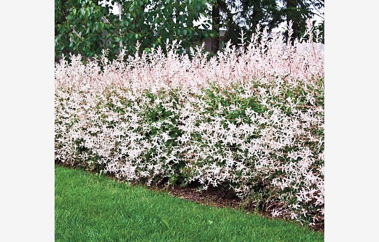 Vŕba Flamingo 20-40 cm, kont. p17