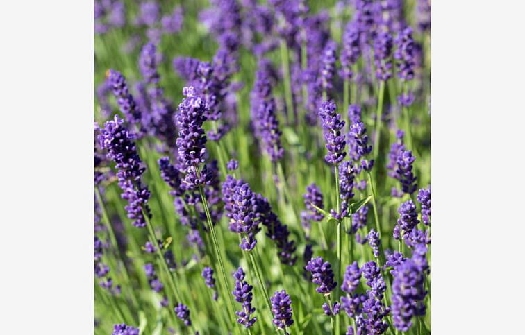 Levanduľa úzkolistá Hidcote Blue - Lavandula angustifolia, kont. 0,5 l