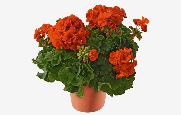Muškát vzpriamený Dolomites Orange - Pelargonia, kont. 0,7 l