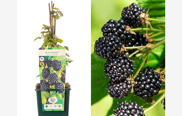 Černica TRIPLE CROWN 30-60 cm, kont. 2 l