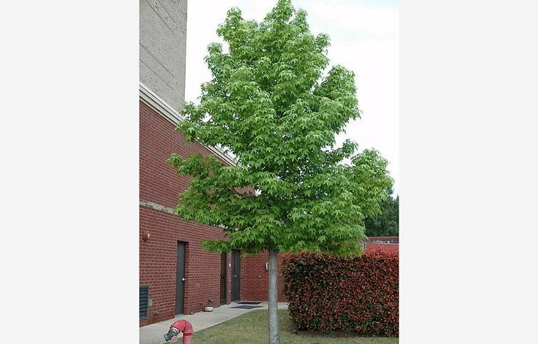 Ambrovník styraxový na kmienku 250-350 cm, obvod kmeňa 8-10cm, kont. 25-30 l