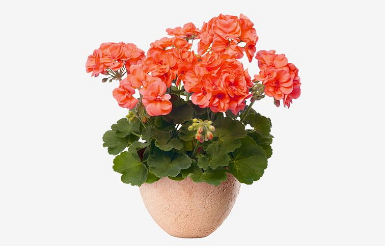 Muškát vzpriamený Stefanie - Pelargonium, kont. 0,7 l