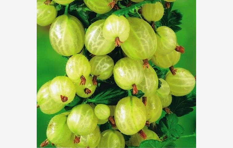 Egreš stromčekový biely Mucurines na cca 60cm kmienku, kont. 5 l