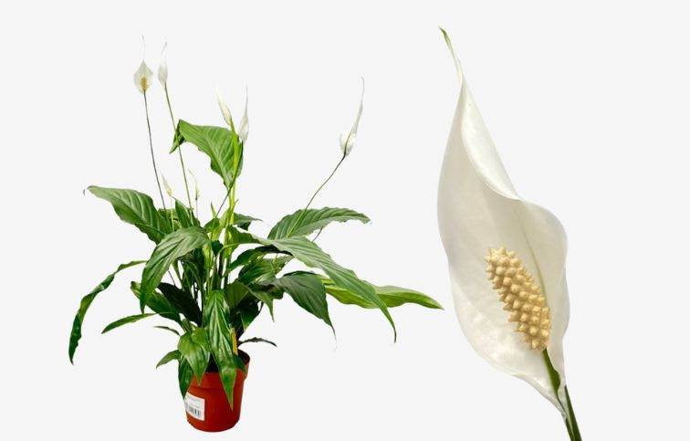 Lopatkovec Sweet Chico white 40-50cm - Spathiphyllum, kont. p13