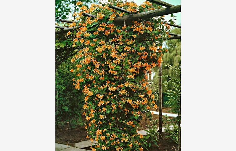Zemolez heckrotov Goldflame 30-60cm - Lonicera heckrottii kont. 1,5 l