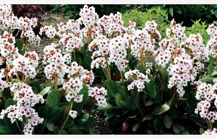 Bergénia srdcovitolistá Harzkristall, kont. 0,5 l