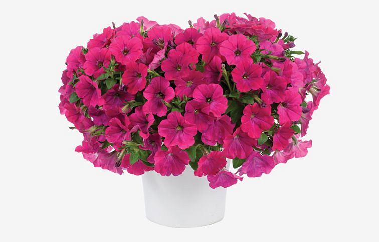 Petúnia Capella Neon Pink, kont. 0,5 l