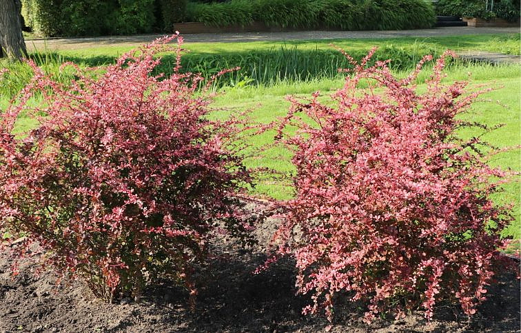 Dráč Thunbergov Harlequin 30-50 cm, kont. 2 l