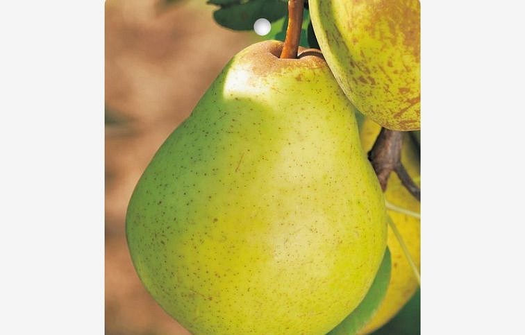 Hruška Williamsova, podpník Kaukazská hruška, voľnok.