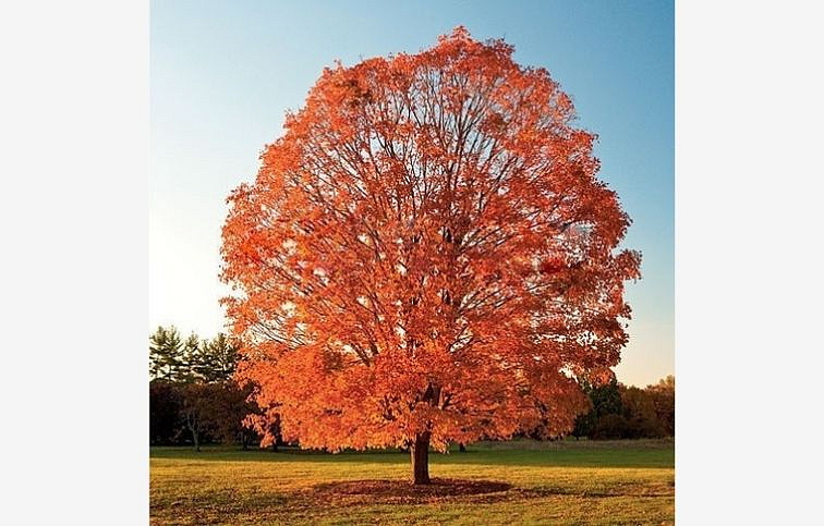 Javor Buergerov na kmienku 250-300cm, obvod kmeňa 8-10cm, kont. 30 l