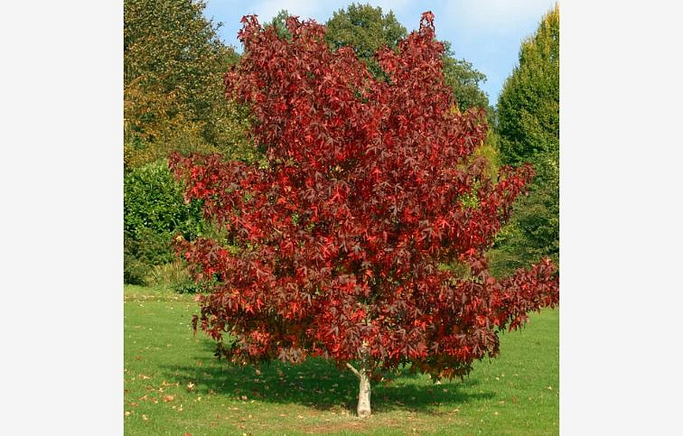 Ambrovník styraxový Worplesdon 220-300 cm, kont. 7,5 l