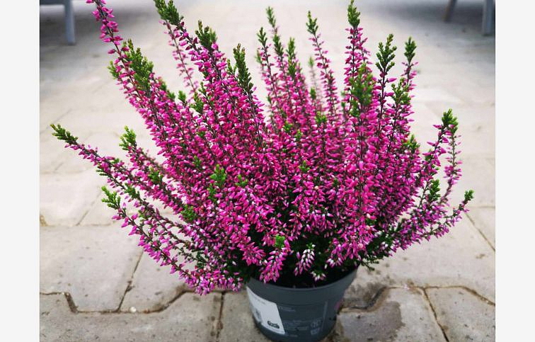 Vres Garden Girls fialový 20-30 cm, kont. p11