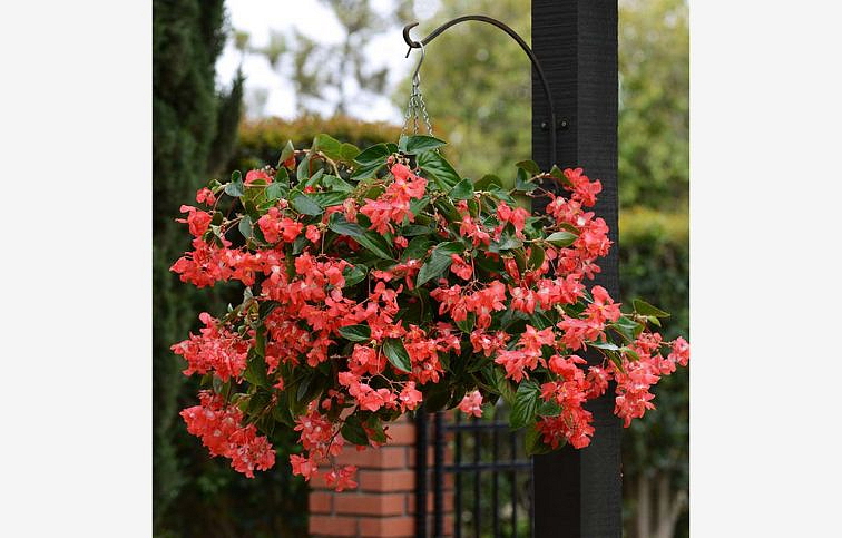 Begónia Dragon Wing Red - Begonia hybrida, kont. 0,5 l