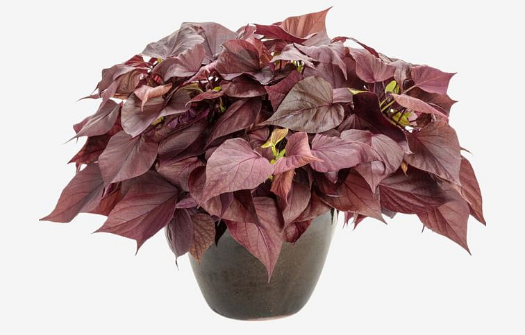 Povojník batatový Sweet Caroline Cooper - Ipomea, kont. 0,5 l