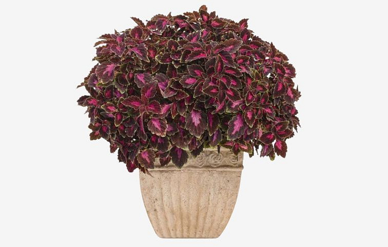 Koleus Velveteen - Coleus, kont. 0,5 l