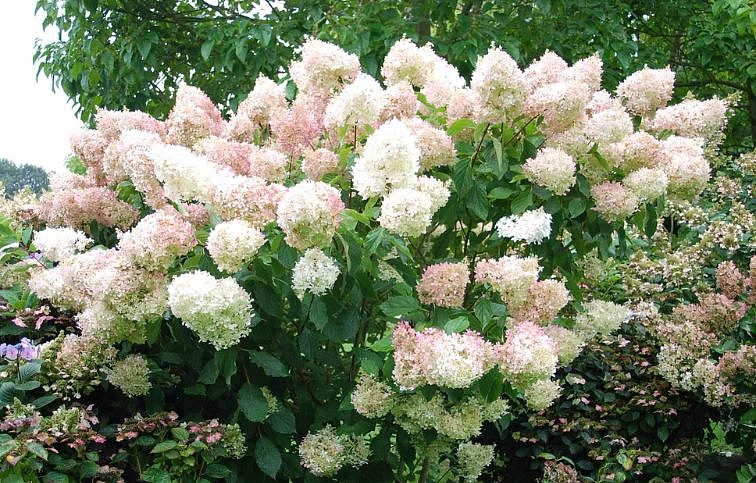 Hortenzia metlinatá Phantom 40-50cm, kont. 3 l