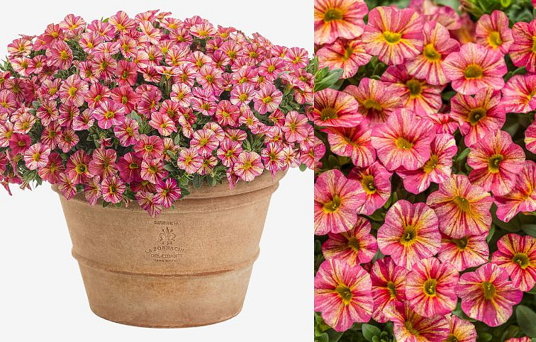 Minipetúnia Million Bells Unique Tropical Sunrise - Calibrachoa, kont. 0,5 l