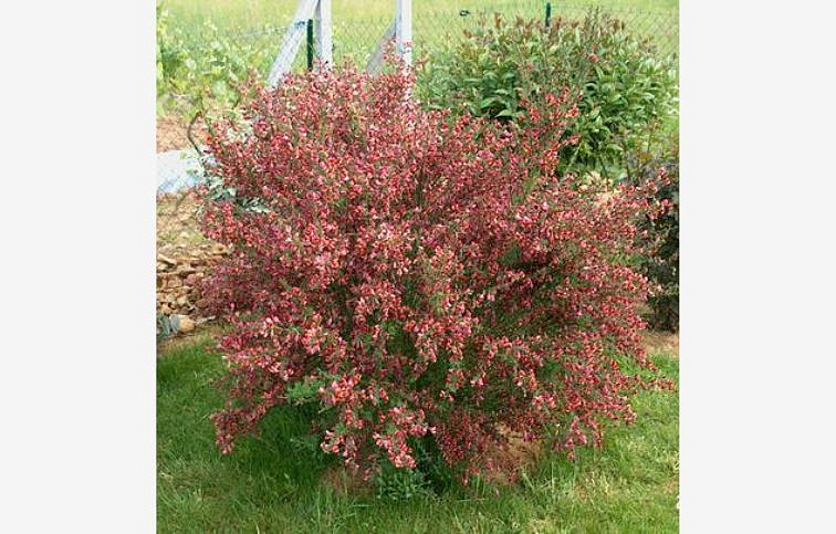 Zanoväť Maria Burkwood 30-40 cm - Cytisus, kont.p14