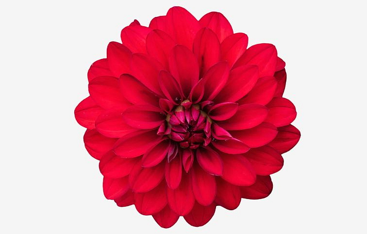 Georgína Imagine Power Red - Dahlia, kont. 0,7 l