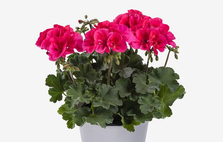 Muškát medzidruhový Patio Coral - Pelargonium, kont. 0,7 l
