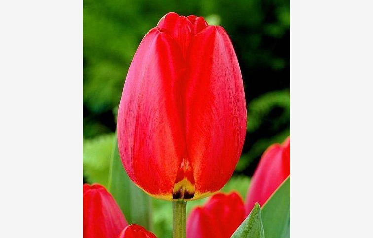 Tulipán Parade 3 ks v kont. 0,5 l